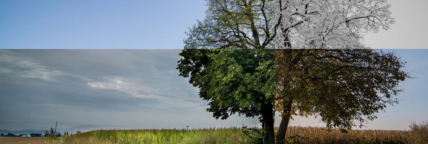 image of a tree split in four frames showing it in spring, summer, fall and winter